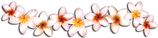 plumeria3